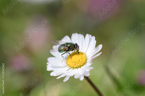 Lucilia caesar Diptera Calliphoridae fly insect eating nectar and polen pollinating white flower daisy