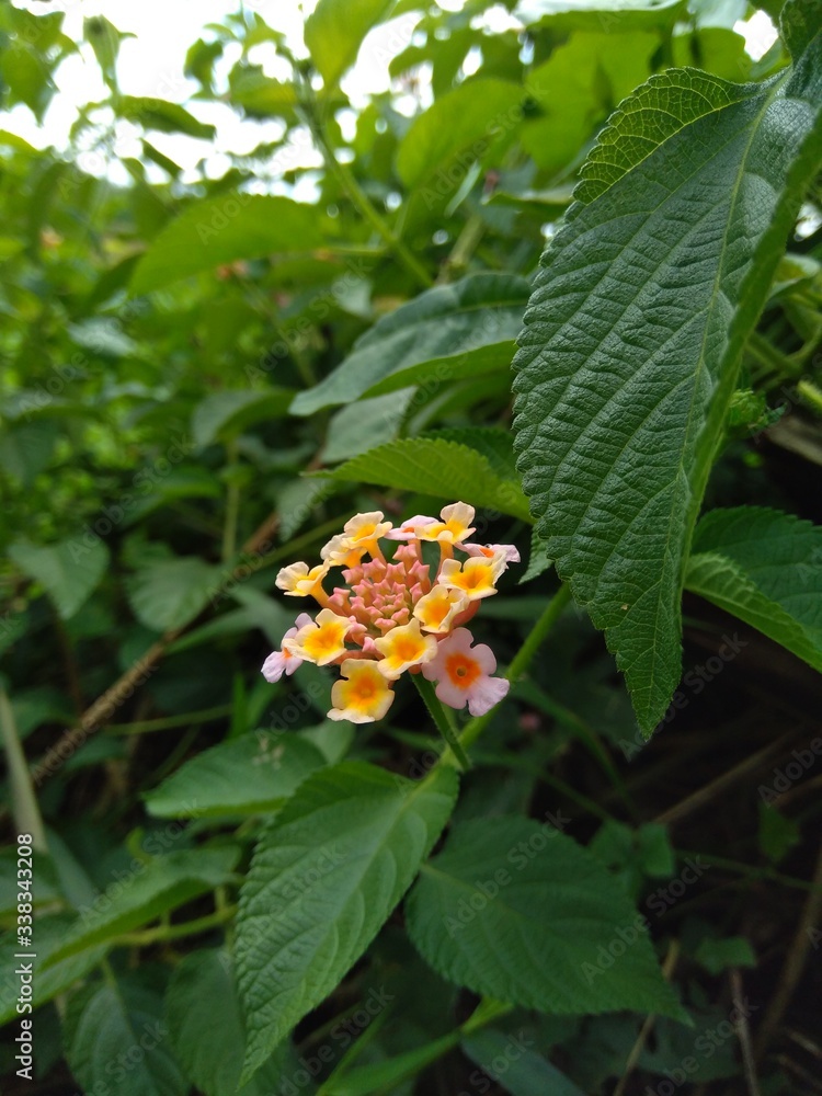 Lantana camara (common lantana, big sage, wild-sage, red sage, white sage, tick berry, West Indian lantana, umbelanterna) with natural backrgound Lantana camara (common lantana, big sage, wild-sage, red sage, white sage, tick berry, West Indian lantana, umbelanterna) with natural backrgound