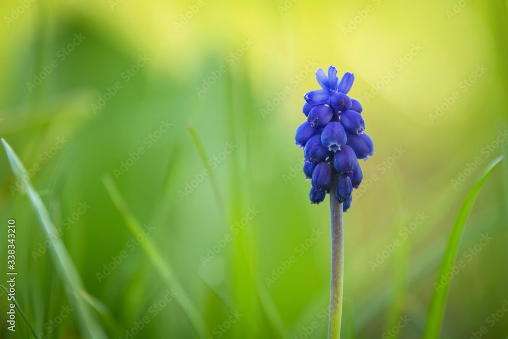 Close-up of the Bright blue grape hyacinth (Muscari botryoides) flower