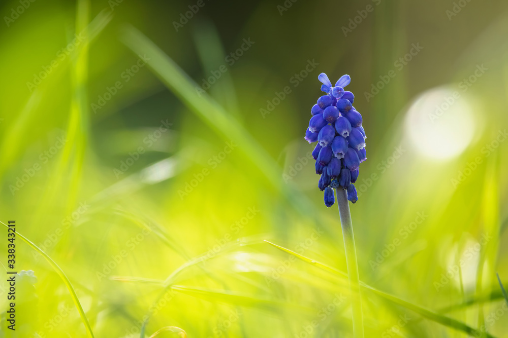 Close-up of the Bright blue grape hyacinth (Muscari botryoides) flower