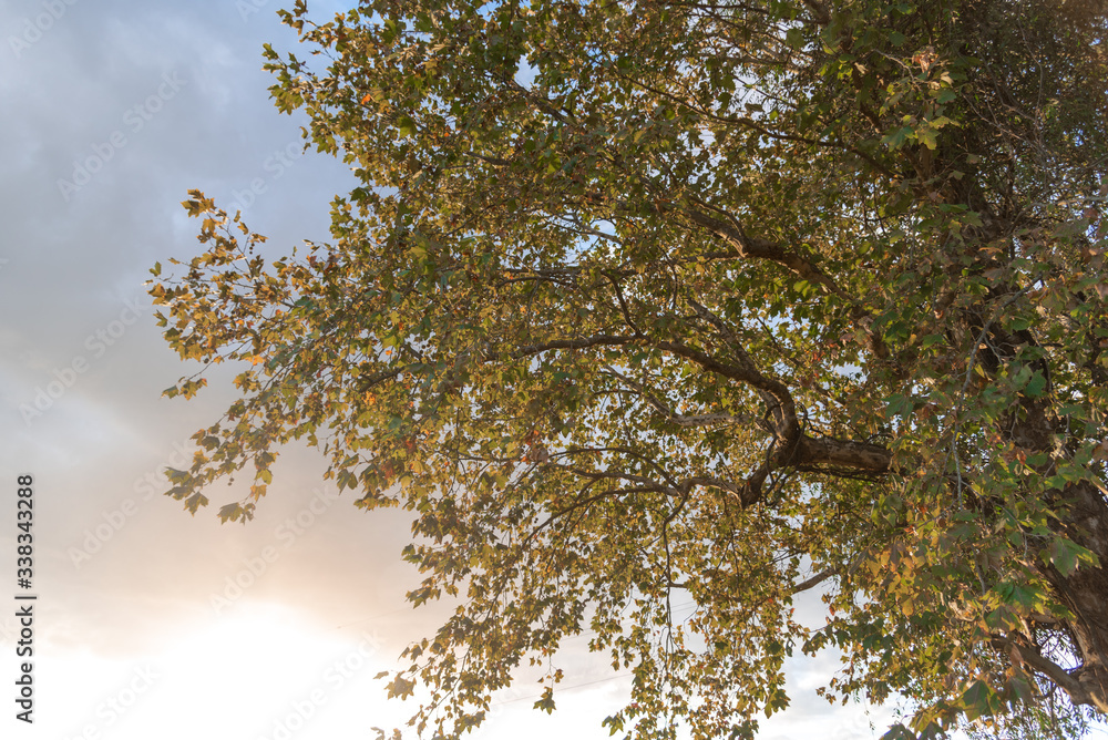 Obraz premium Silhouette of maple leaves (Platanus hispanica) in contrast to the sunset in southern Brazil