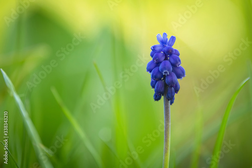 Obraz na płótnie Close-up of the Bright blue grape hyacinth (Muscari botryoides) flower w salonie