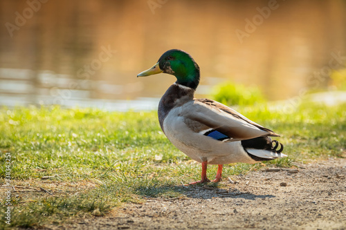 Obraz na płótnie Mallard standing on the shore, male wild duck outside the water w salonie