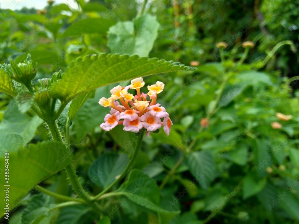 Lantana camara (common lantana, big sage, wild-sage, red sage, white sage, tick berry, West Indian lantana, umbelanterna) with natural backrgound Lantana camara (common lantana, big sage, wild-sage, red sage, white sage, tick berry, West Indian lantana, umbelanterna) with natural backrgound