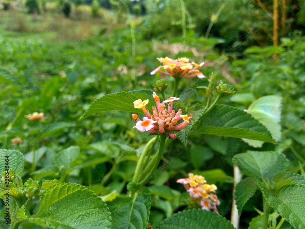 Lantana camara (common lantana, big sage, wild-sage, red sage, white sage, tick berry, West Indian lantana, umbelanterna) with natural backrgound Lantana camara (common lantana, big sage, wild-sage, red sage, white sage, tick berry, West Indian lantana, umbelanterna) with natural backrgound