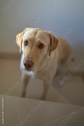 Beautiful young adult golden retriever dog. Indoor portrait