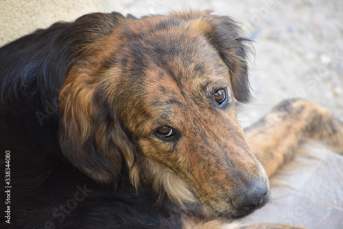 portrait of a resting dog
