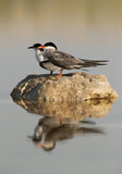 White-cheeked Terns on a rock