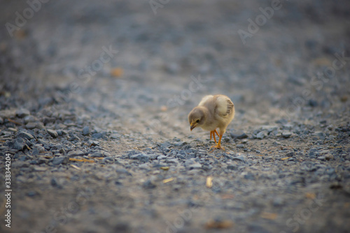 Small chicks, animals that are living alone, the only natural