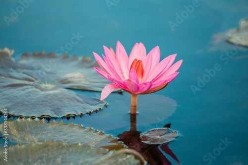 Red lotus flower in the pool