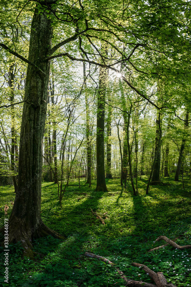 Naklejka premium Frühjahr im Buchenwald 2020 I