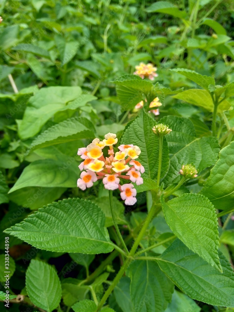Lantana camara (common lantana, big sage, wild-sage, red sage, white sage, tick berry, West Indian lantana, umbelanterna) with natural backrgound Lantana camara (common lantana, big sage, wild-sage, red sage, white sage, tick berry, West Indian lantana, umbelanterna) with natural backrgound