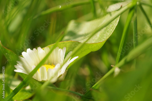 Sprint flower in hiding