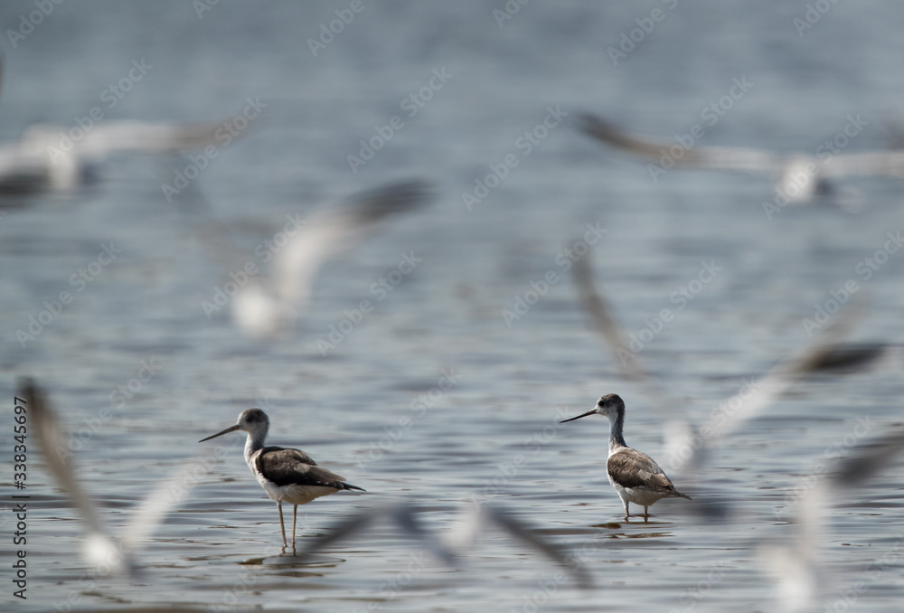 Black-winged Stilts and flying little terns Black-winged Stilts and flying little terns