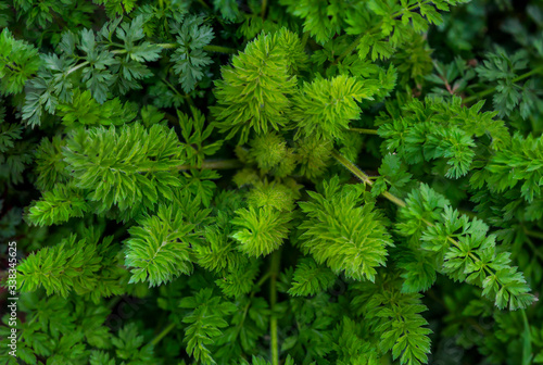 Green plants macro photo. Green grass. Green weeds in the spring. The texture of small green plants. Sprigs of plants on the ground