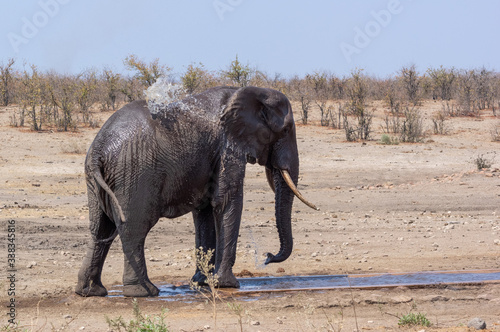 Large Elephant splashing itself with water at a watering hole in Kruger National Park  South Africa
