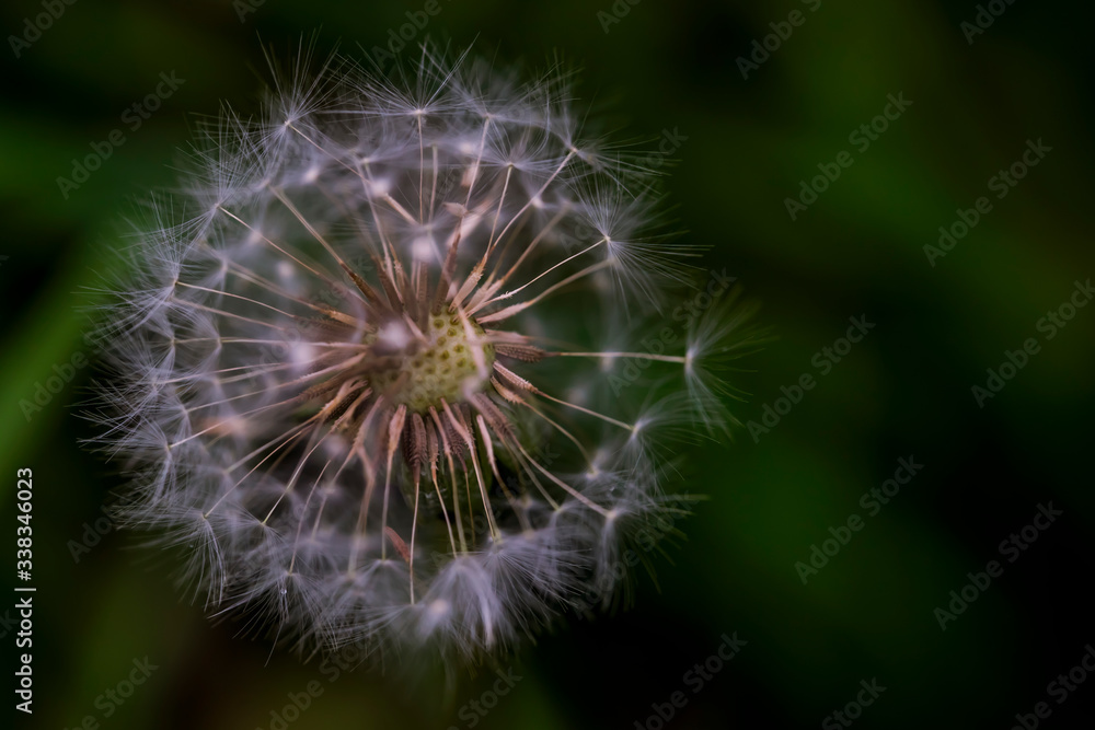 
Dandelion. Macro photo. Ripe dandelion seeds. White aerial dandelion umbrellas. Dandelion seeds scattered.