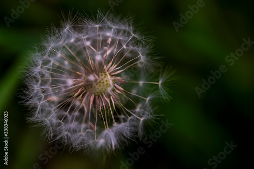  Dandelion. Macro photo. Ripe dandelion seeds. White aerial dandelion umbrellas. Dandelion seeds scattered.