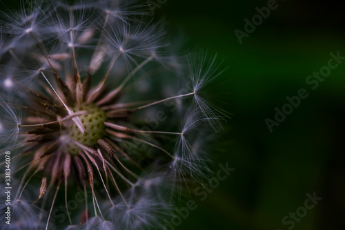  Dandelion. Macro photo. Ripe dandelion seeds. White aerial dandelion umbrellas. Dandelion seeds scattered.