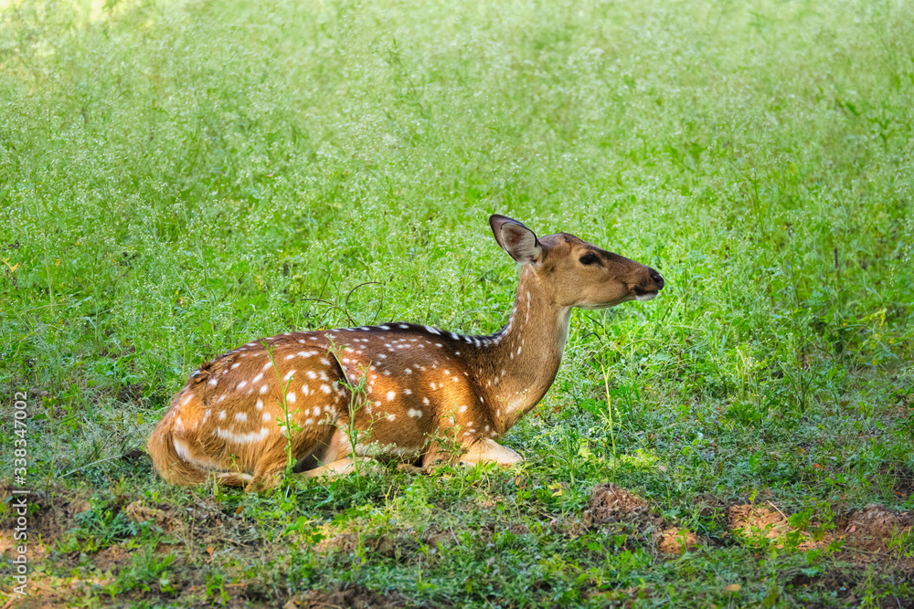 Beautiful young female chital or spotted deer relaxing on grass in Ranthambore National Park, Rajasthan, India