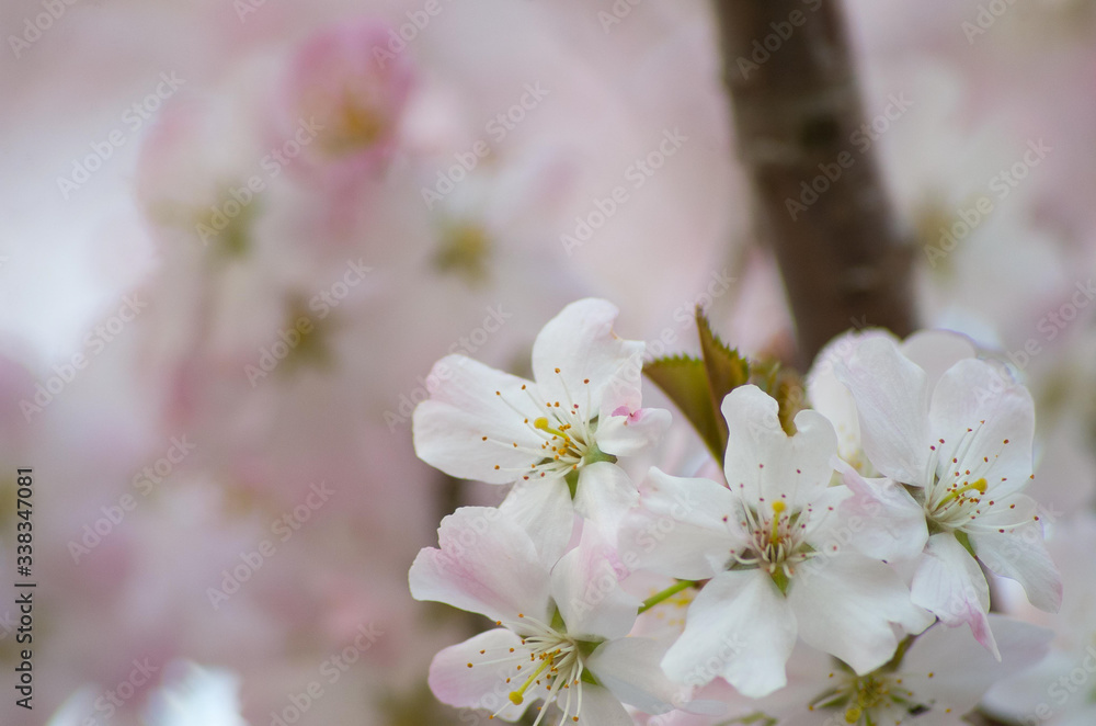Close up macro photo of English cherry blossom on a tree in spring Close up macro photo of English cherry blossom on a tree in spring