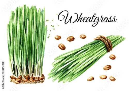 Foto Wheatgrass plant, wheat grass and wheat grains set