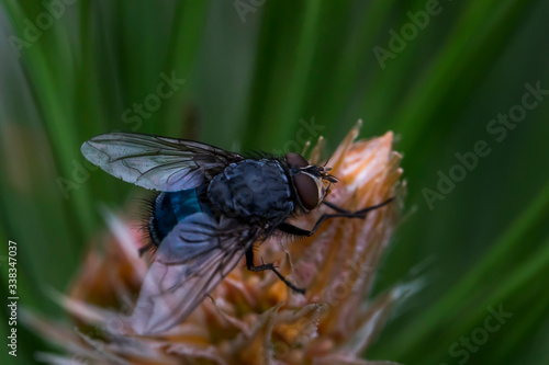 Fly macro photo. Blue fly in a natural habitat. Fly ns cone conifer. Wings, eyes, paws of a fly close-up. Macro photo of an insect