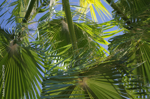 Looking up at giant palm tree leaves against a blue sky