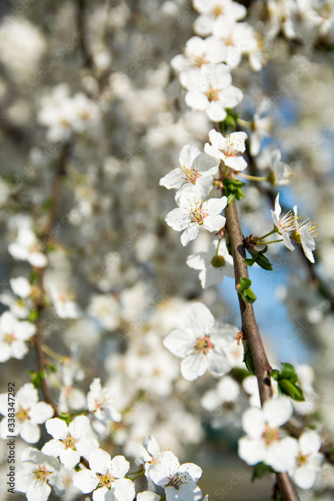 Springtime.Spring with a beautiful blooming cherry garden. Blooming tree with white flowers in spring. Springtime.Spring with a beautiful blooming cherry garden. Blooming tree with white flowers in spring.