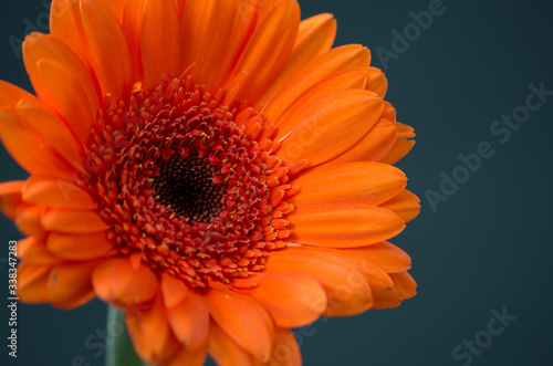 Close up macro photograph of a Gerbera flower