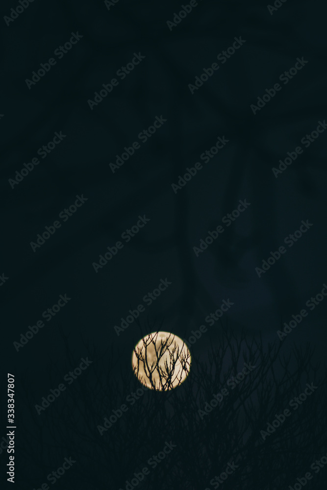 Forest moon. Gradient background. Black dark night. moon in the sky. Forest moon. Gradient background. Black dark night. moon in the sky.