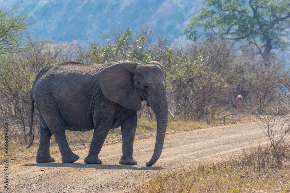Large African Elephant walking through Kruger National Park in South Africa