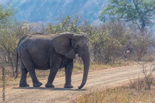 Large African Elephant walking through Kruger National Park in South Africa