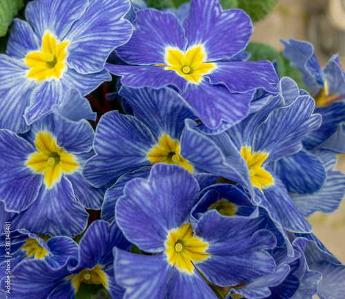 blue primula flowers