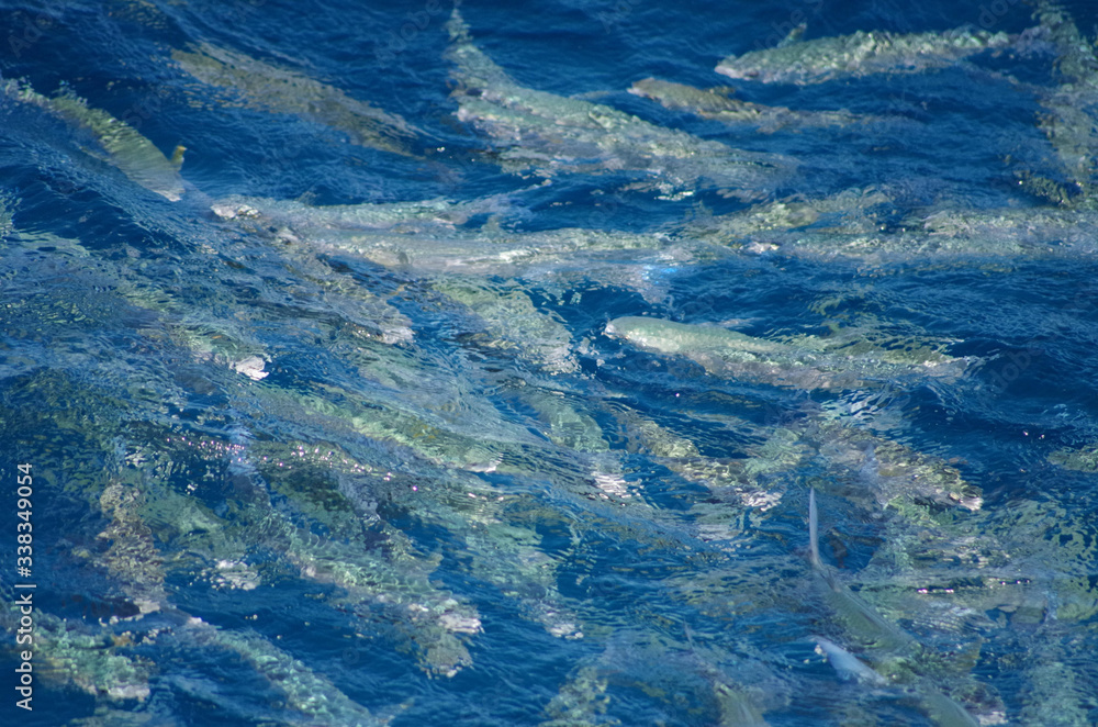 Shoal of fish near the surface of the ocean