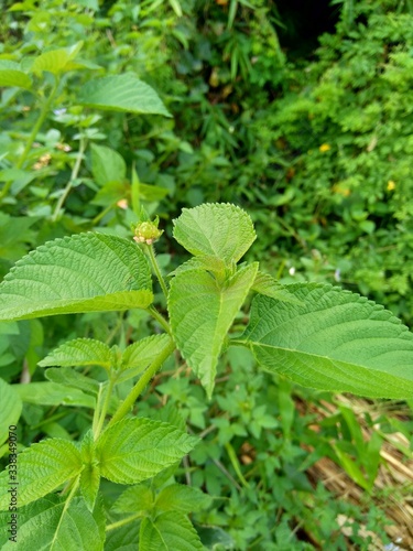 Lantana camara (common lantana, big sage, wild-sage, red sage, white sage, tick berry, West Indian lantana, umbelanterna) with natural backrgound