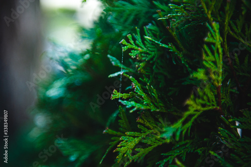 Spiderweb on the green tree