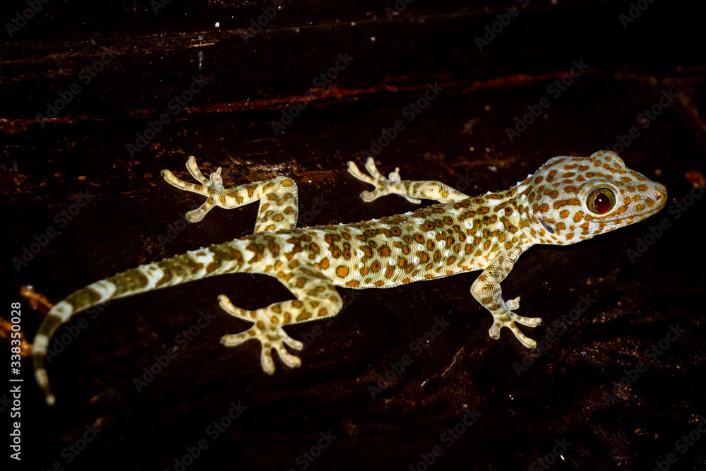 Naklejka premium full body macro picture of Geck in Bali, indonesia, on black background