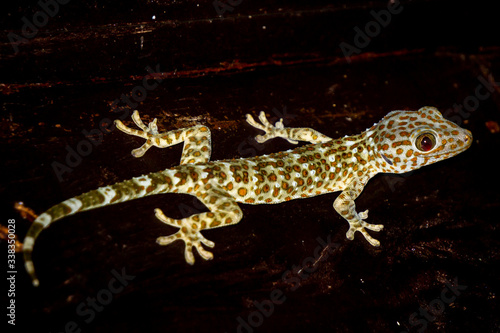 full body macro picture of Geck in Bali, indonesia, on black background