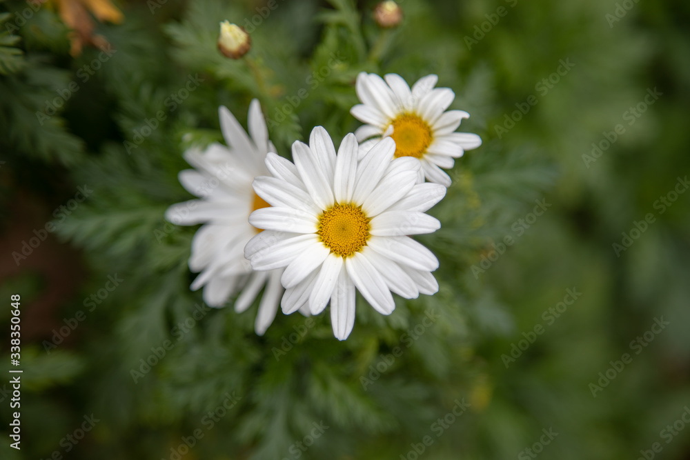 Fototapeta premium Yellow white flower