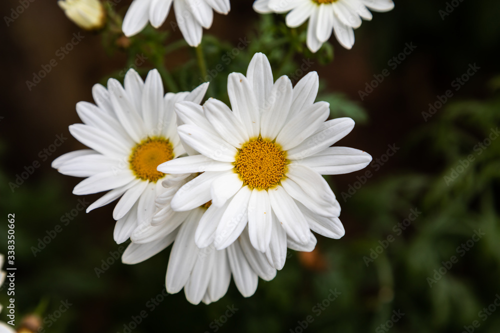 Fototapeta premium Yellow white flower
