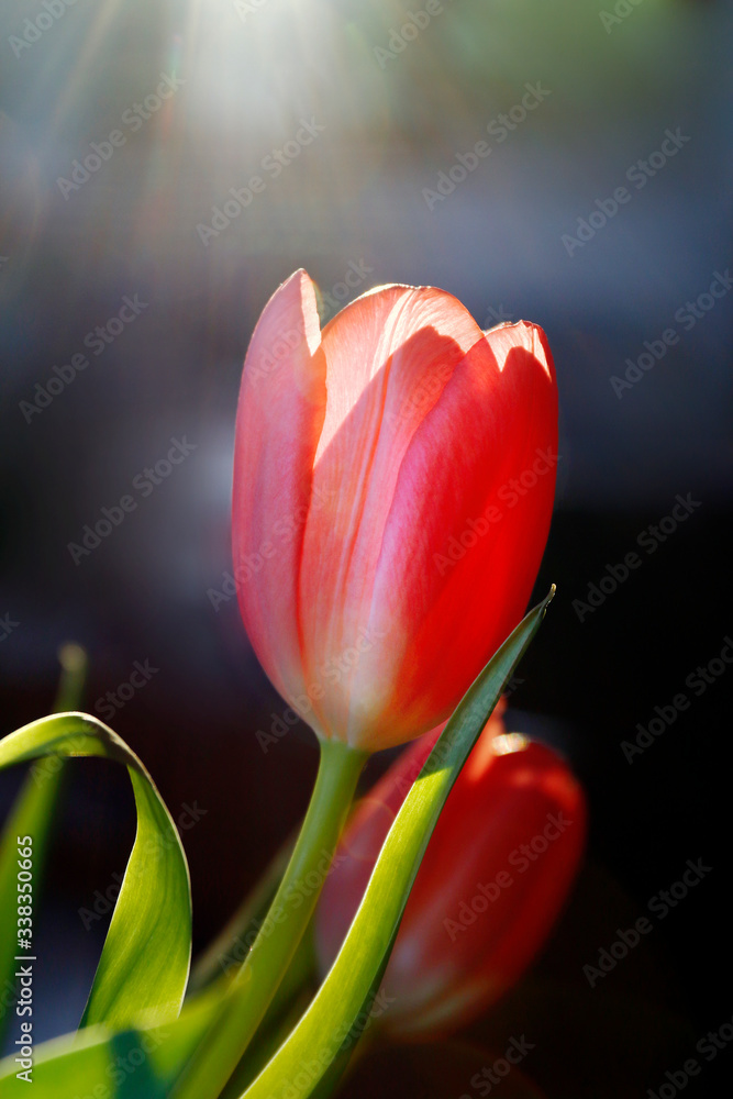 Fototapeta premium Une belle tulipe isolée