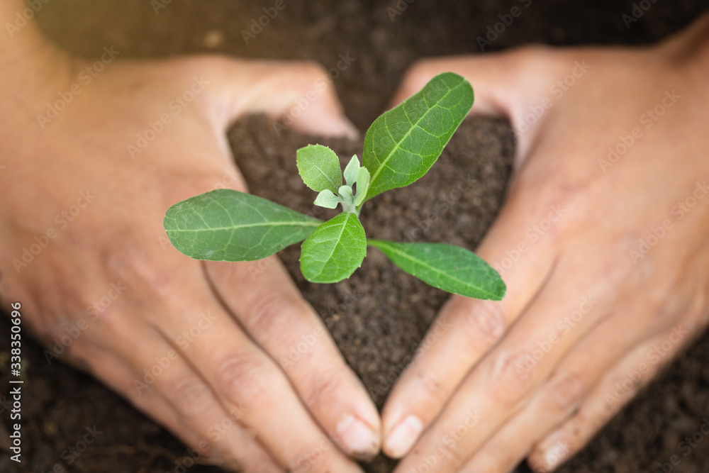 Trees growing from fertile soil and hands are going to use the soil to nourish the trees. Concept of environmental awareness Complete soil, agriculture, preserve global warming by planting trees. Trees growing from fertile soil and hands are going to use the soil to nourish the trees. Concept of environmental awareness Complete soil, agriculture, preserve global warming by planting trees.