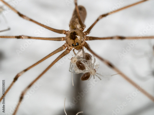 Macro, close up of mother spider, Pholcidae, Pholcus phalangioides with newly hatched babies and eggsack 