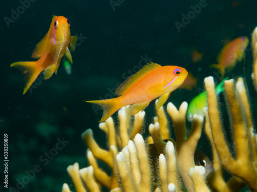 underwater picture of two orange pseudanthias fish, sea goldies, with firecoral on black background photo
