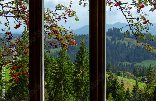 View from the window high in the mountains. Outside the window is a branch of ash, tall ancient trees and mountain ranges overgrown with forest