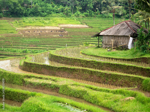 Obraz na plátne Hut and ricefield in Bali, Indonesia