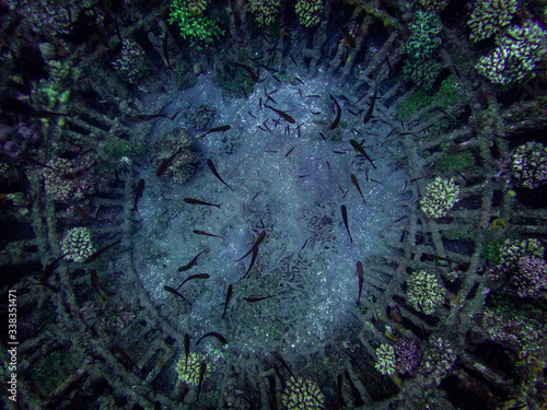 underwater picture of circular metal structure and fish in Pemuteran, Bali  photo