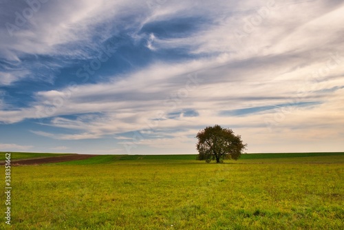 Baum auf einer Wiese im Herbst bewölkter Himmel