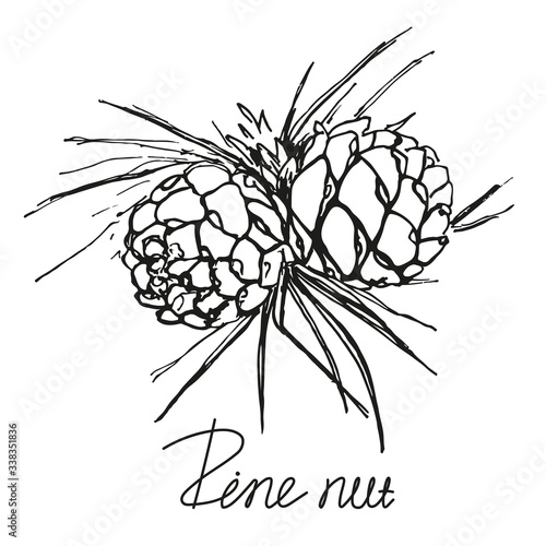 Fototapeta Naklejka Na Ścianę i Meble -  Pinecone branch, hand drawn sketch. Black and white isolated illustration